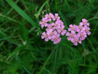 pink yarrow