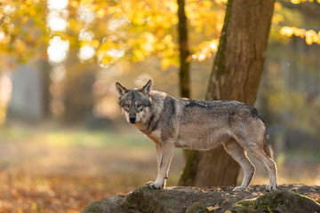 Naklejka na ściany i meble Grey Wolf in the forest