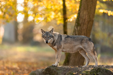 Grey Wolf in the forest