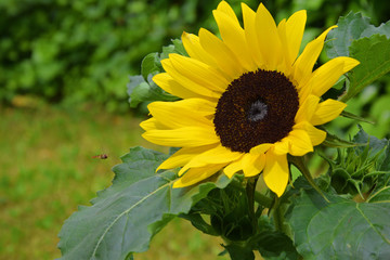 Sonnenblume mit Insekt