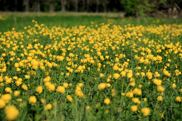 pełniki europejskie (Trollius europaeus) kwitnące na łące © andrzej_67