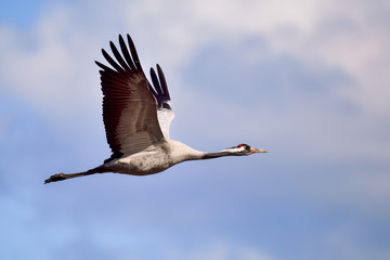 Eurasian crane