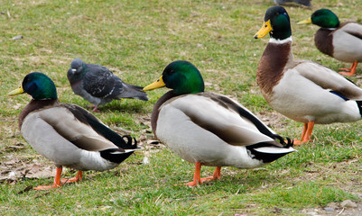 ducks on grass