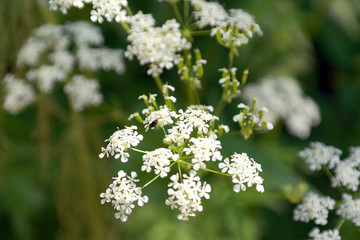 Blossom wild flowers on field