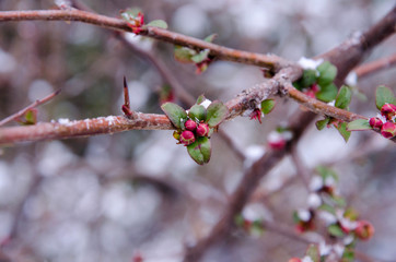 branch of a tree