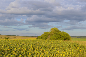Obraz premium sunflowers field
