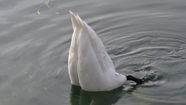 Cigno nuota sul lago