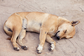 Dog lying on the ground,back of sleeping dog,Happy dog