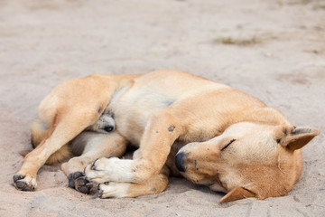 Dog lying on the ground,back of sleeping dog,Happy dog