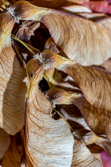 Macro close up, studio flash light picture, of a dry maple seed, autumn feelings. Detailed wing structure with stunning natural nerves, selective focus with shallow depth of field