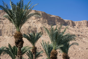 Fototapeta na wymiar Arabian mideast scenic view. High palmtree in beautiful gorge formation En Gedy, in national Judean desert on shore of Dead Sea