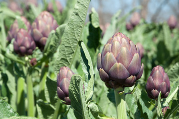 Organic artichoke garden