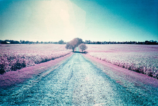 Farm road and tree infrared