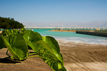 Israel View of Dead Sea beach. Incredible colors of sea. variable focus shooting through leaves of...