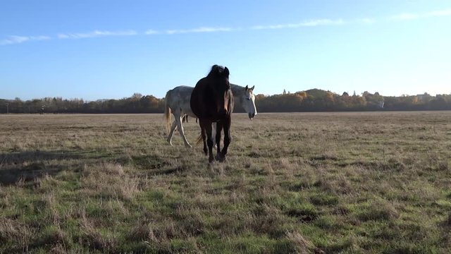 Un cheval noir et un gris.
