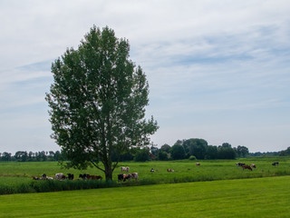 Weerribben Wieden