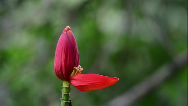 Flowering banana blossom.
Close up of red flower head standing in a sunny day with natural blurred background,HD video. 
