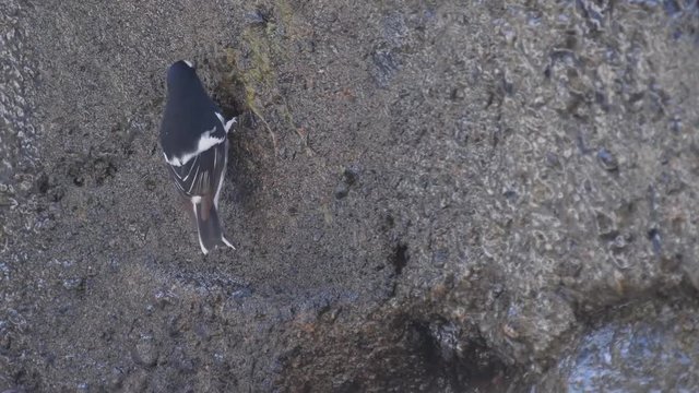 Little forktail (Enicurus scouleri)