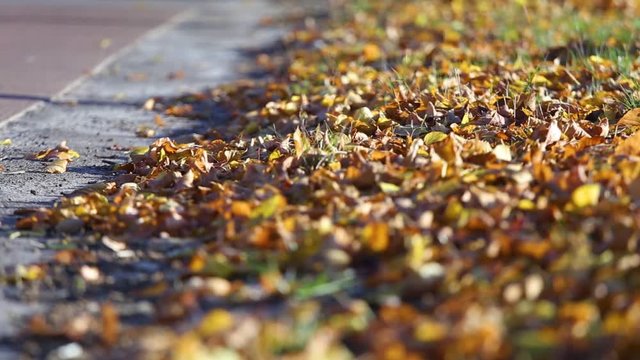Low angle video shoot of dry sunny golden autumn leaves flying away slowly blowing by wind. Fall seasonal nature background. Real time full hd video footage.
