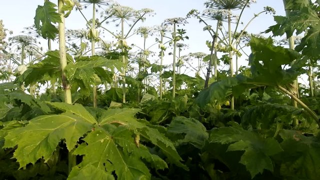 Harmful plants. Three-meter high thickets of Sosnovsky giant hogweed has flooded agricultural land: roadsides, fields and wasteland. Noxious plant, heat, stinging herb
