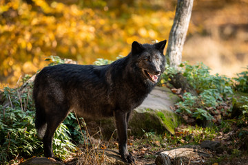 Black Wolf in the forest