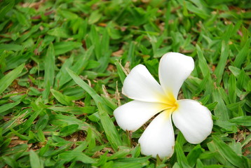 White plumeria flower on green grass ground. 