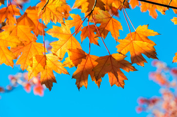 Autumn yellow maple leaf tree background