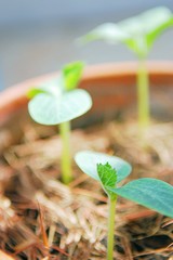 Young plant and fresh saplings are growing in clay pot with morning sunlight.