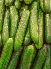 Cucumbers. Cucumber harvest. Many green cucumbers. Cucumber background.