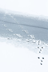 Hare who have jumped on the ice