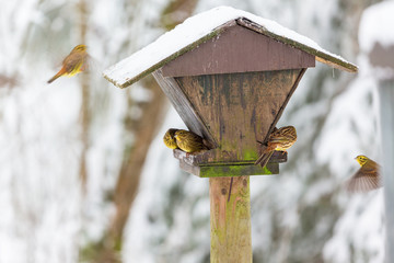 Flock of Yellowhammer at a bird feeder