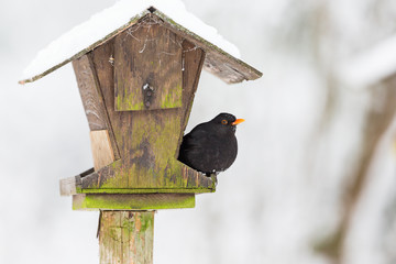 Bird feeders in the garden with a Blackbird in winter