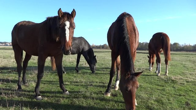 Chevaux dans le pr&eacute;.