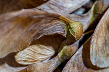 Macro close up, studio flash light picture, of a dry maple seed, autumn feelings. Detailed wing structure with stunning natural nerves, selective focus with shallow depth of field