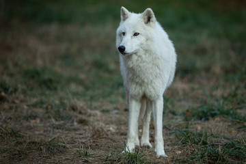 Obraz premium White wolf in the forest