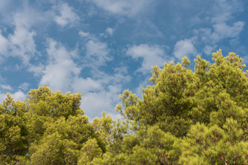 Green treetop with blue sky and white clouds. Pine trees against blue sky as background. Forest during summer.