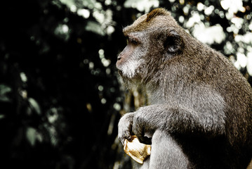 Ubud