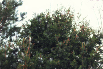 Fototapeta na wymiar fir Tree winter
