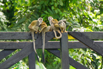 Singes Leticia jungle Amazonie Colombie