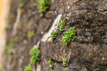 Bush on old rustic medieval wall