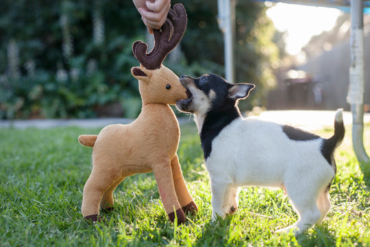Puppy versus Reindeer