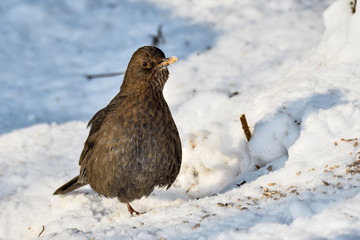 Blackbird