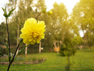 Blooming yellow terry dahlia flowerbed in the garden