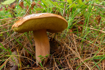 Large edible mushroom porcini, penny bun, king bolete, boletus edulis, in the forest grass