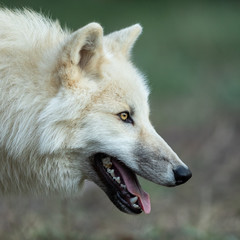 White wolf in the forest