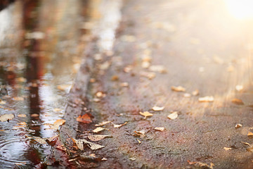 Autumn rain in the park