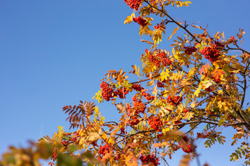Red rowan berries and yellow leaves against the blue sky.
