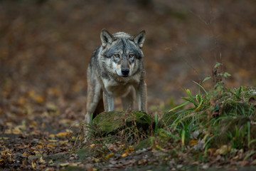 Naklejka na ściany i meble Grey wolf in the forest