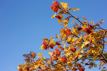 Red rowan berries and yellow leaves against the blue sky.