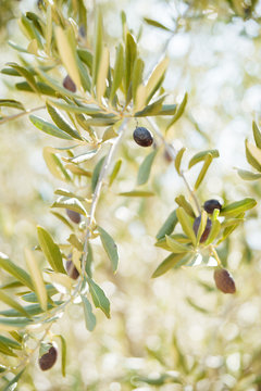 unidentified person holing blanches and picking olive fruits from olive tree